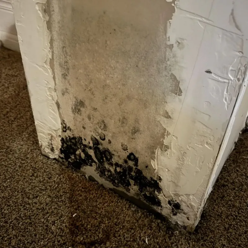 Professional Mold Removal in Blacksburg, SC